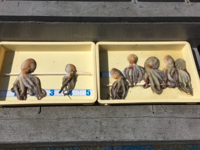 
<p>堺市の酒井様・山本(敏)様　旧一文字　タコエギ　タコ7杯</p>
<p>こちらもタコエギで釣果を出されていますよ♪　いつも釣果情報提供にご協力頂き、ありがとうございます。</p>
