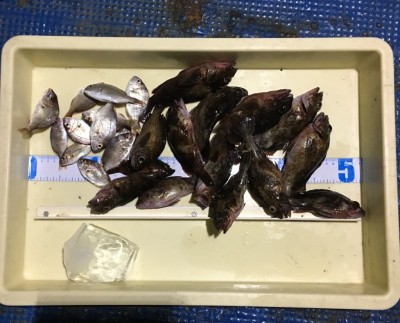 
<p>津田様　沖の北　エビ撒き釣り　ガシラ・チャリコ多数</p>
<p>本命が釣れず残念でしたが、美味しい魚シリーズを数釣りされています。いつも釣果情報提供にご協力頂き、ありがとうございます。</p>
