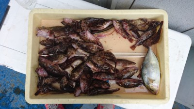 
<p>熊川様　沖の北　エビ撒き釣り　ガシラ大漁/シオ</p>
<p>根魚は好調のようです！おめでとうございます</p>
