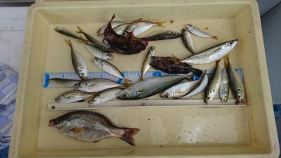
<p>田中様　沖の北　サビキ釣り　アジ始め魚種多彩♪</p>
<p>サビキ釣りをすれば色々釣れてますね(^^♪おめでとうございます</p>
