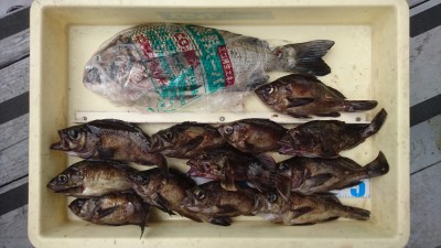 
<p>大谷様　沖の北　エビ撒き　メバル/ガシラ/チヌＧＥＴ</p>
<p>良型メバルが大漁ですね♪いつも釣果情報ありがとうございます</p>
