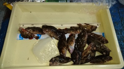 
<p>津田様　沖の北　エビ撒き　ガシラ大漁</p>
<p>エビ撒きでのガシラは好調続きですね！おめでとうございます</p>
