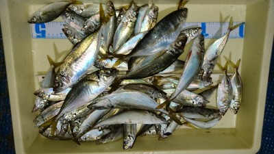 
<p>磯田様　沖の北　サビキ釣り　中アジ多数の小アジ大漁</p>
<p>中アジ釣れてますね(^^♪おめでとうございます</p>
