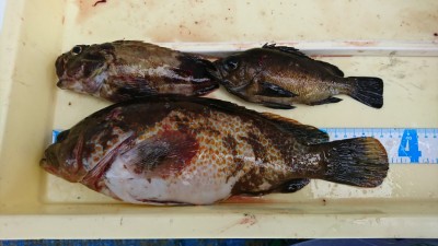 
<p>三谷様 沖の北 エビ撒き釣り アコウ37.5㎝！体高のあるよく太った美味しそうなアコウでした。</p>
