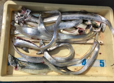 
<p>相馬様　沖の北　ショアジギ/メタルジグ・ワインド　タチウオ・サゴシ・中サバ・小アジ</p>
<p>マイクロジグを使い様々な魚を釣られております。釣果写真へのご協力、ありがとうございます。</p>
