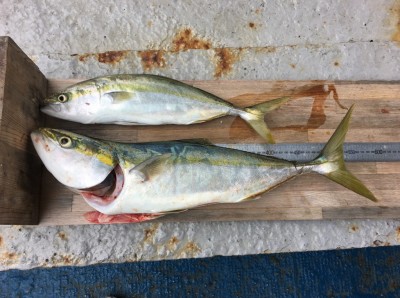 
<p>梨田様  沖の北  のませ釣り  メジロ・ハマチ</p>
<p>7時台にHitしております。ハマチはもう1本釣られており、お隣の釣り人に差し上げたそうです。お優しい〜♪</p>
