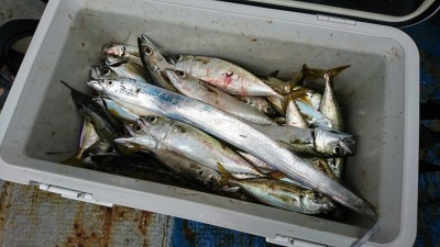 
<p>湯浅様 沖の北 ショアジギでタチウオ&中サバ！カタクチイワシ効果で高活性です。小アジも混ざってます。サビキ釣りも大丈夫そうですね。</p>
