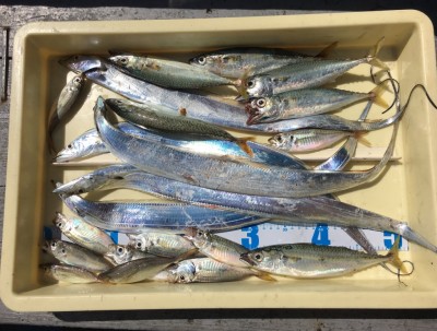 
<p>秋田様　沖の北　ショアジギ/メタルジグ・サビキ釣り　タチウオ5本　アジ・サバ多数</p>
<p>タチウオは全てメタルジグで釣られております。釣果写真へのご協力、ありがとうございます。</p>
