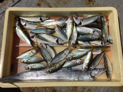 
<p>野田様　沖の北　ワインド/サビキ釣り　タチウオ・アジ・サバ</p>
<p>サビキ釣りは絶好調ですよ♪　釣果写真へのご協力、ありがとうございます。</p>
