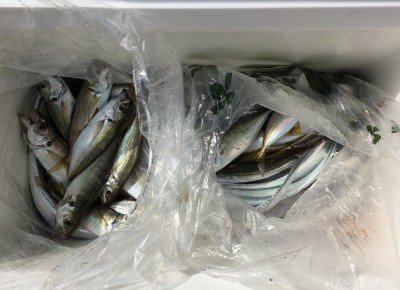 
<p>中村(翔)様　沖の北　ドジョウテンヤ・サビキ釣り　タチウオ・小アジ大漁</p>
<p>今朝はのませ釣りが厳しかったようです。タチウオは暗いうちにサクッとお土産分を釣られてますよ♪</p>
