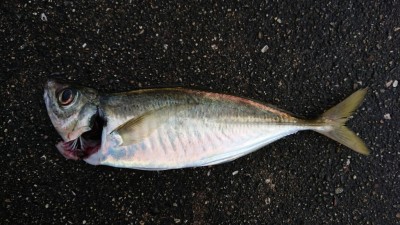 
<p>田所様 沖の北 サビキ釣りで中アジ！今日は中アジがちょっと多かったようです。他にも釣っている人がいましたよ。</p>
