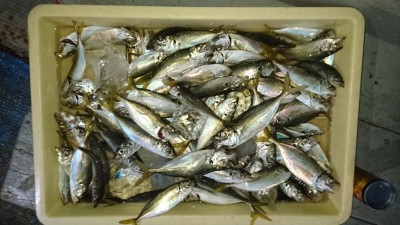 
<p>磯田様　沖の北　サビキ　小アジ大漁ＧＥＴ</p>
<p>アジも少しずづですがサイズアップしています！</p>

