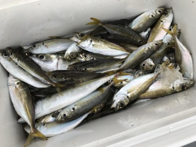 
<p>沖の北リアルタイム　サビキ釣り　アジ・イワシ・サバ</p>
<p>サビキ釣りは安定した釣果ですよ♪</p>
