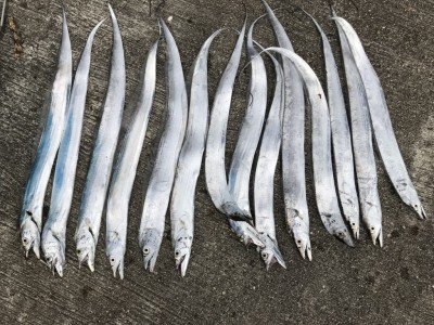 
<p>沖の北リアルタイム　タチウオ14匹</p>
<p>朝の時合で大漁の釣果です♪</p>
