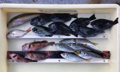 
<p>田中様　沖の北　サビキ釣り・胴突き/シラサエビ　小アジ・グレ・ガシラ・ベラ・チャリコ</p>
<p>見事に5目達成ですね♪　釣果写真へのご協力、ありがとうございます。</p>
