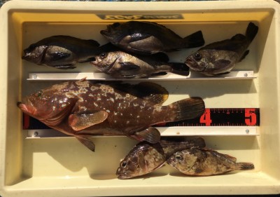 
<p>梨田様　沖の北　エビ撒き釣り　アコウ40.0cm・メバル23.0cmまでを4匹・ガシラ2匹</p>
<p>美味しい魚シリーズ3目釣られております。それも良型揃いですよ♪　いつも釣果情報提供にご協力頂き、ありがとうございます。</p>
