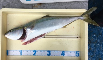 
<p>梨田様　沖の北　のませ釣り　メジロ67cm</p>
<p>いつもながら安定した釣果を出されております。今日は9時頃にHitされたとの事です。</p>
