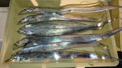 
<p>和田様　沖の北　ウキ釣り　タチウオ　多数GET</p>
<p>ウキ釣りで好釣果ですね(^^♪おめでとうございます</p>
