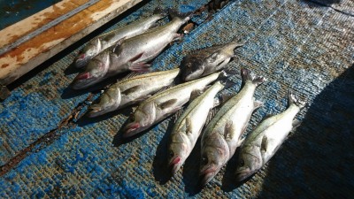 
<p>今日はハネ研様の例会でした！旧一文字 赤灯 白灯 沖の北に別れての釣り。釣果はもちろんこの通り♪ハネは１番大きいもので67㎝ありました！50㎝前後のものも増えてきましたよ。</p>
