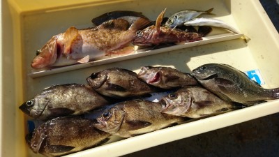 
<p>千坂様 沖の南 エビ撒き釣りでアコウ、ガシラに良型メバル多数！エビ撒き釣りはなんでも釣れておもしろいですよ～。</p>
