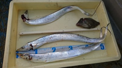 
<p>松本様 沖の北 ウキ釣りでタチウオ！探り釣りでカワハギも♪まだまだタチウオ釣れますよ。青物もアタリがあったそうですがばらしてしまったそうです。</p>
