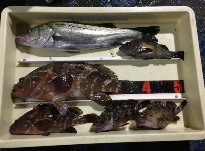 
<p>田中(保)様　沖の南　エビ撒き釣り　アコウ38.0cmまでを2匹・ハネ・メバル・ガシラ</p>
<p>本命のアコウを含め、美味しい魚シリーズですよ♪　いつも釣果情報提供にご協力頂き、ありがとうございます。</p>
