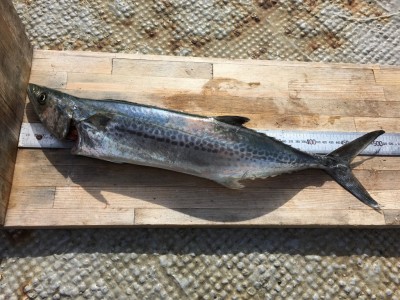 
<p>堺市のK様　沖の北　のませ釣り　サゴシ52.0cm</p>
<p>久しぶりにサゴシが釣れましたね。新鮮なうちなら刺身がおすすめですよ♪</p>
