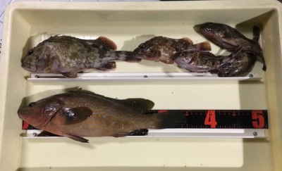 
<p>津田様　沖の北　エビ撒き釣り　アコウ35.0cm・ガシラ26.0cmまでを5匹</p>
<p>アコウに加え、良型のガシラも釣られています。　美味しい根魚、狙い目ですよ♪</p>
