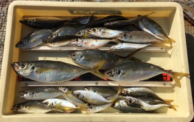 
<p>稲村様　沖の北　サビキ釣り　アジ31.0cmまでを多数</p>
<p>見事なサイズのアジを釣られてますよ♪　タナは底付近との事です。いつも釣果情報提供にご協力頂き、ありがとうございます。</p>
