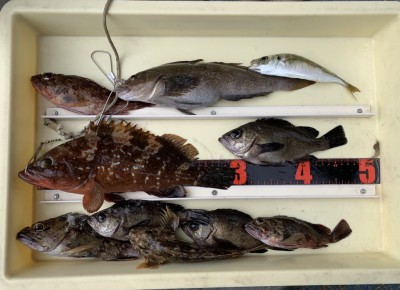 
<p>山岸様  沖の北  エビ撒き釣り  アコウ30cm・アイナメ30cm・メバル・ガシラ・小アジ</p>
<p>美味しい魚シリーズ5目達成ですね♪  いつも釣果情報にご協力頂き、ありがとうございます。</p>
