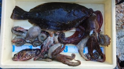 
<p>匿名様　沖の北　のませ釣り　タコジグ　ヒラメ/タコGET</p>
<p>今年はヒラメが好調です(^^♪タコもまだまだ釣れてますよ！おめでとうございます</p>
