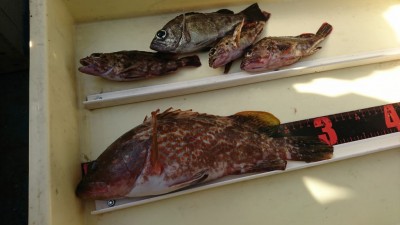
<p>千坂様 沖の南 エビ撒き釣りでアコウ30㎝！餌取りのチャリコがまだ多いようですが根魚楽しめますよ♪</p>
