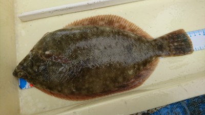 
<p>角田様 沖の北 良型カレイ1匹！1匹でも30㎝オーバーならよしでしょう♪カレイ釣果でスタンプ１個進呈です。</p>
