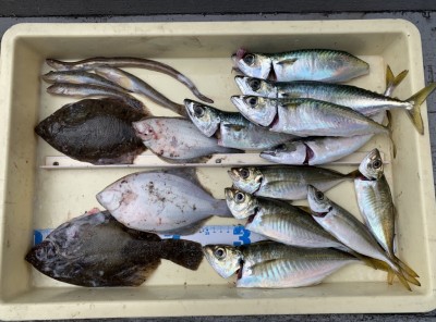 
<p>山根様  沖の北  投げ釣り/青イソメ  カレイ・アナゴ・ハゼ</p>
<p>サビキ釣り  中アジ・中サバ</p>
<p>カレイが好調です。明るくなってからアタリ始めたそうです。餌取りが多い為、餌は多めに用意された方が良いみたいですよ。カレイ釣果でスタンプ1個進呈♪</p>
<p>アジ・サバも良型で脂がのってますよ。いつも釣果情報にご協力頂き、ありがとうございます。</p>
