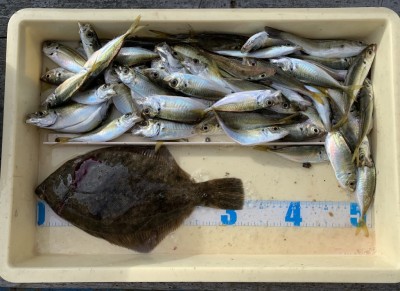 
<p>中野様　沖の北　投げ釣り/青イソメ・カレイ32.5cm　サビキ釣り・小アジ</p>
<p>カレイの釣果が出ましたよ。まだ本格的な感じではありませんが、これからが楽しみです。カレイ釣果でスタンプ1個進呈♪</p>
