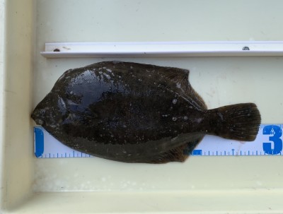 
<p>山田様　沖の北　投げ釣り　カレイ28.5cm</p>
<p>子持ちの肉厚なカレイをGetされてます。カレイ釣果でスタンプ1個進呈です♪</p>
