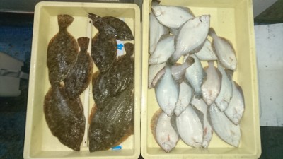 
<p>和田様　沖の北　投げ釣り　カレイ大漁</p>
<p>朝から終日粘られて大漁釣果です(^^♪おめでとうございます</p>

