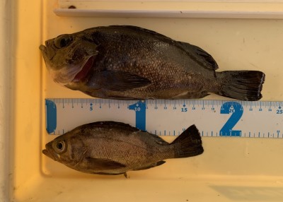 
<p>津田様　沖の北　エビ撒き釣り　メバル23cmまでを2匹</p>
<p>今日は根魚もご機嫌斜めでしたが、良型のメバルを釣られております。いつも釣果情報提供にご協力頂き、ありがとうございます。</p>

