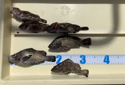 
<p>荒木様　沖の南　サグリ釣り　メバル・ガシラ</p>
<p>今日もキッチリ根魚をGetされてますよ。いつも釣果情報提供にご協力頂き、ありがとうございます。</p>
