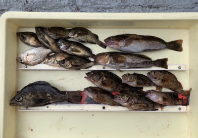 
<p>木下様  沖の北  エビ撒き釣り  アイナメ・メバル・ガシラ</p>
<p>様々な根魚が釣れてますよ。釣果情報にご協力頂き、ありがとうございます。</p>
