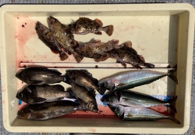
<p>川原様　沖の北　エビ撒き釣り　アイナメ・メバル・ガシラ・中サバ</p>
<p>同じく川原様の釣果です。エビ撒き釣りでは色んな魚種が釣れますね♪</p>
