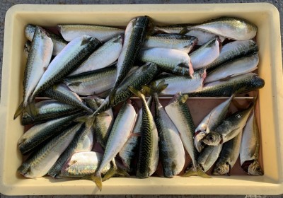 
<p>津田様　沖の北　サビキ釣り　中サバ多数・小アジ</p>
<p>今日はサバが高活性でしたね。小アジも少々混じってきました。この調子だと週末はサビキ釣りが十分楽しめそうです♪</p>
