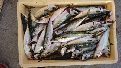 
<p>津田様　沖の北　サビキ　サバ大漁ＧＥＴ</p>
<p>オイルフェンスの内側でも釣れたそうです(^^♪おめでとうございます！</p>
