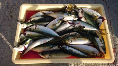 
<p>津田様　沖の北　サビキ　サバ大漁♪</p>
<p>タナを合わせるのがキーポイントらしいですよ！同じタナばかりだと釣れないそうです(^^♪サイズも良くなってます</p>

