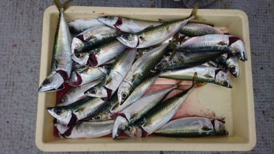 
<p>津田様　沖の北　サビキ　サバ大漁</p>
<p>今日もサバは大漁です(^^♪サイズもどんどん大きくなってますね♪</p>
