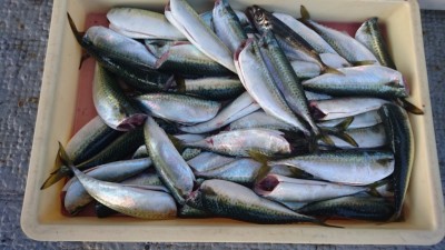 
<p>津田様①　沖の北　サビキ　サバ大漁GET</p>
<p>サバはまだまだ絶好調です♪　料理次第でめちゃくちゃ美味しいです(^^♪</p>
