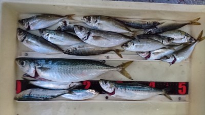 
<p>津田様　沖の北　サビキ　大サバ34ｃｍ/大イワシ/サバ/アジGET</p>
<p>スゴイサイズのサバとイワシが釣れてます(^^♪サバは写真の他にも沢山釣れたそうです！おめでとうございます</p>
