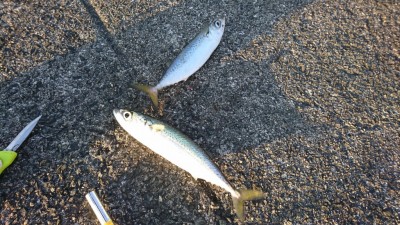 
<p>晴天無風の最高の釣り日和！今日も中サバ回遊してますよ♪</p>
