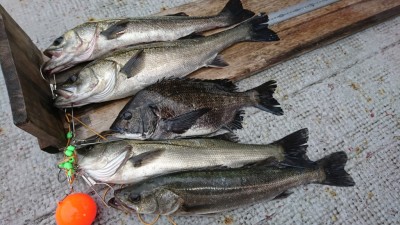 
<p>宮田様 沖の北 エビ撒き釣り  57㎝までのハネ7匹とチヌ42㎝(ストリンガーが足らなくなってハネ3匹リリース)   最近はチヌのほうが沢山釣れるんですが今日は逆ですね。5時半から6時まであたりっぱなしだったそうです。</p>
