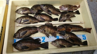 
<p>匿名希望様 沖の北 エビ撒き釣りで良型メバル大漁！最大23㎝ありました♪</p>
